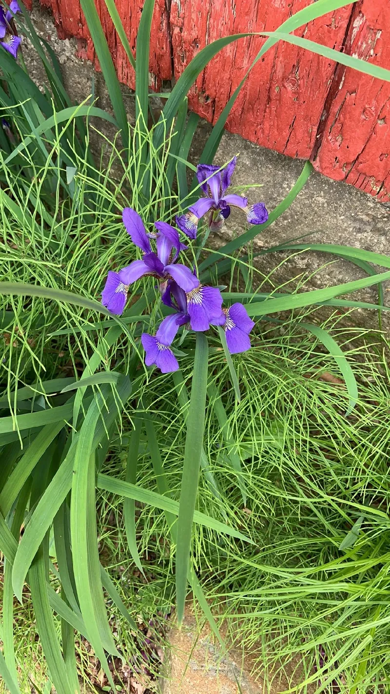 Tipos de íris azul