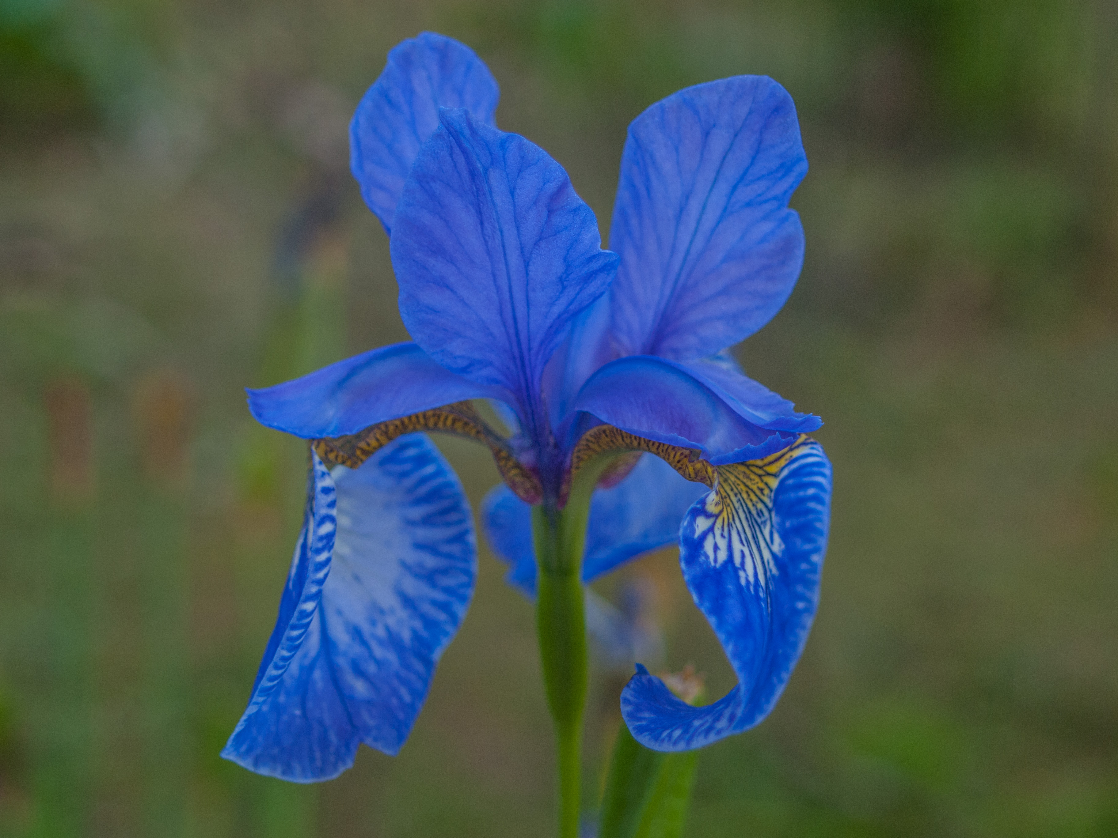 Íris azul em vaso