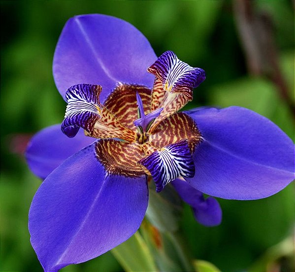 Cuidados com íris azul