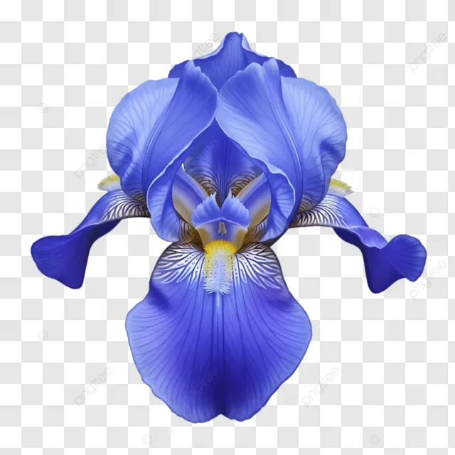Flor íris azul