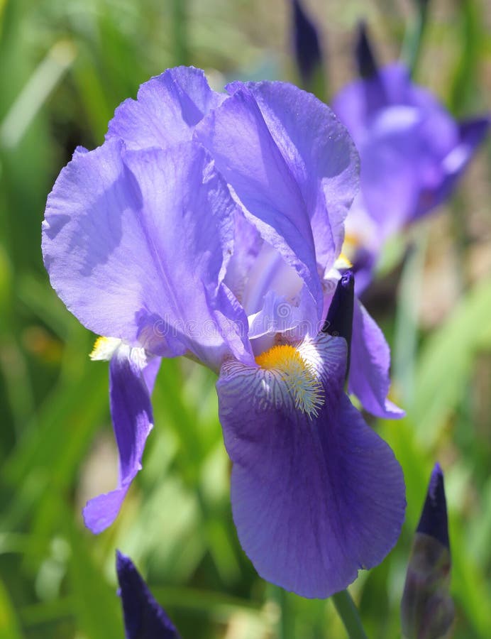 Neomarica caerulea