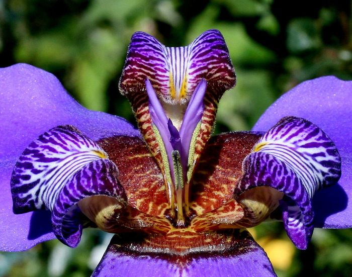 Tipos de íris azul
