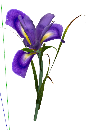 Íris azul para jardim