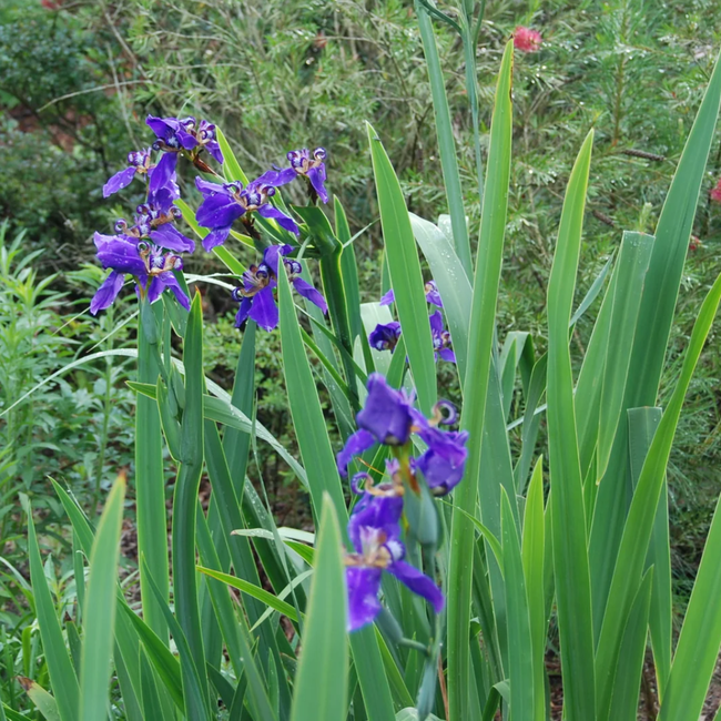 Flor íris azul