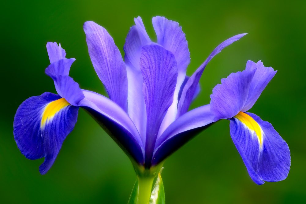 Neomarica caerulea