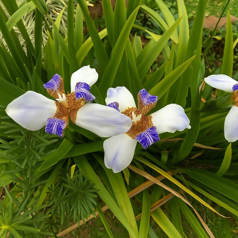 Iris germanica azul