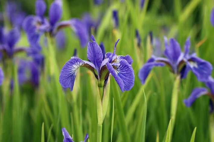 Iris sibirica azul