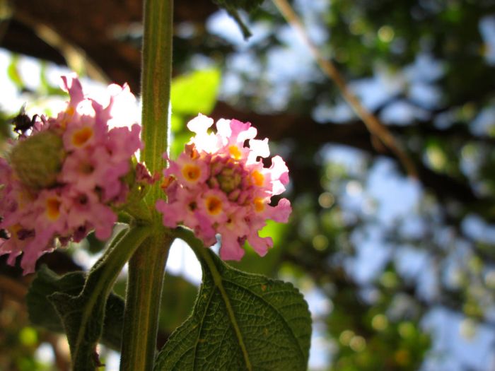flor melissa medicinal