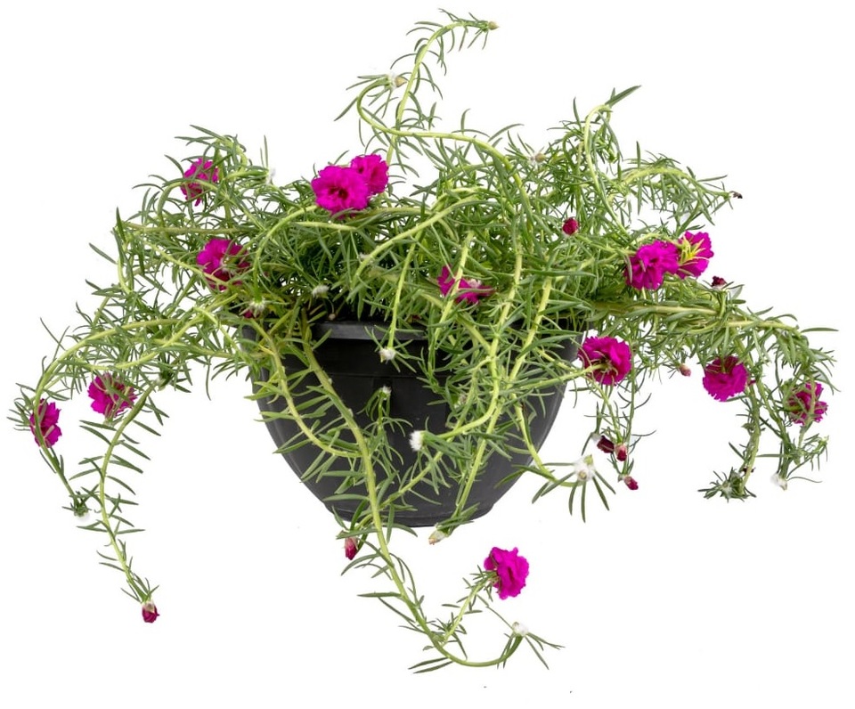 cuidados com a flor onze horas
