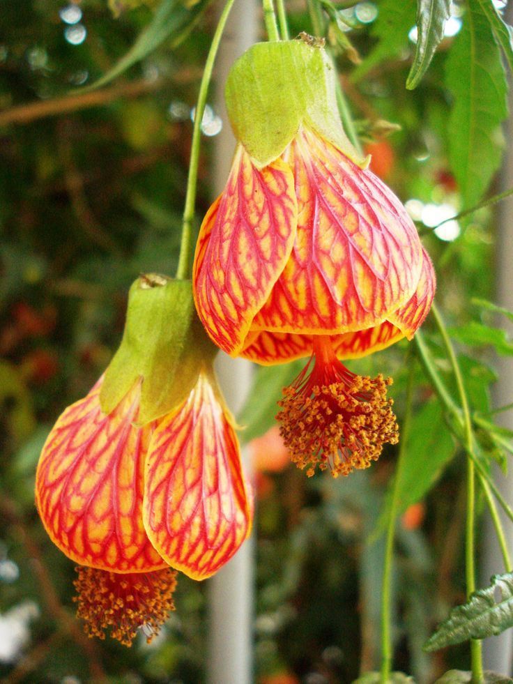 Abutilon