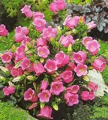 Campanula