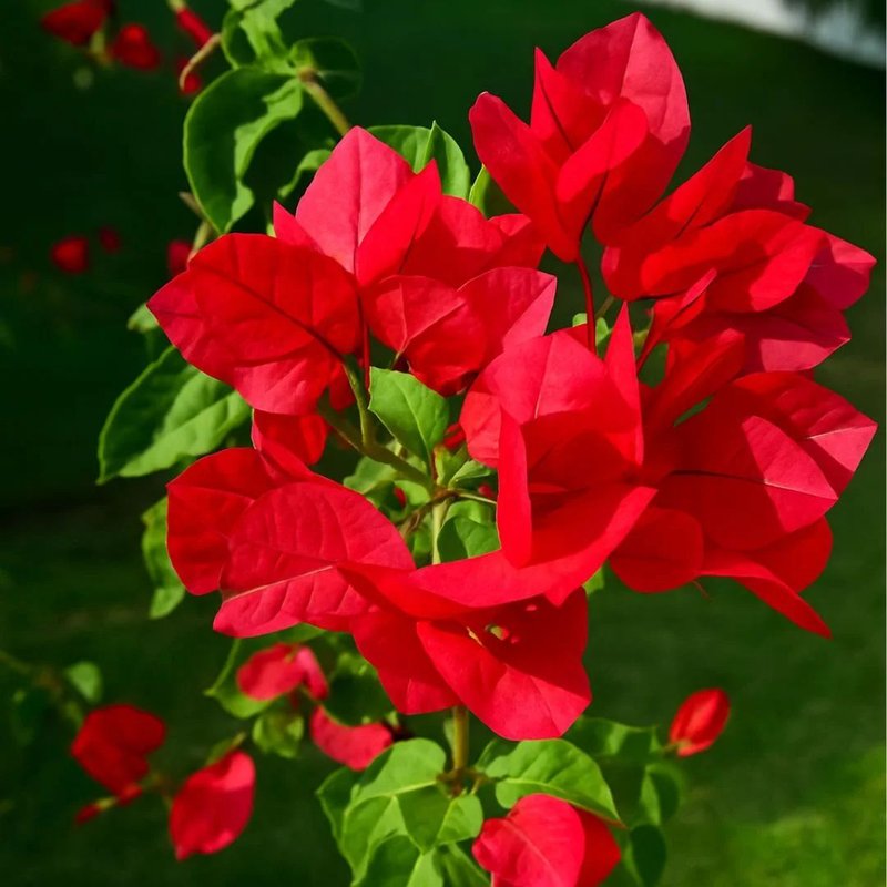 flores trepadeiras para muros