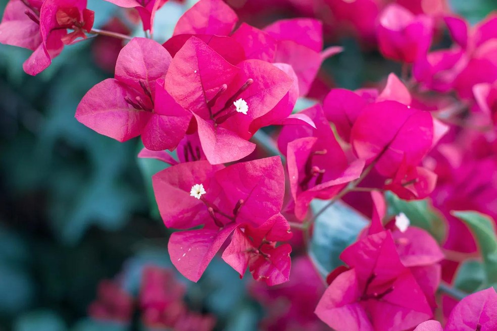 flores trepadeiras para muros