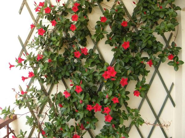 plantas trepadeiras com flores coloridas