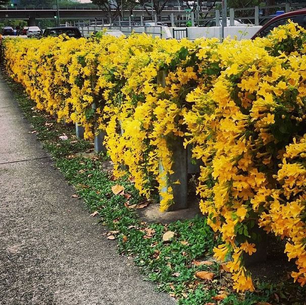 trepadeiras para sombra
