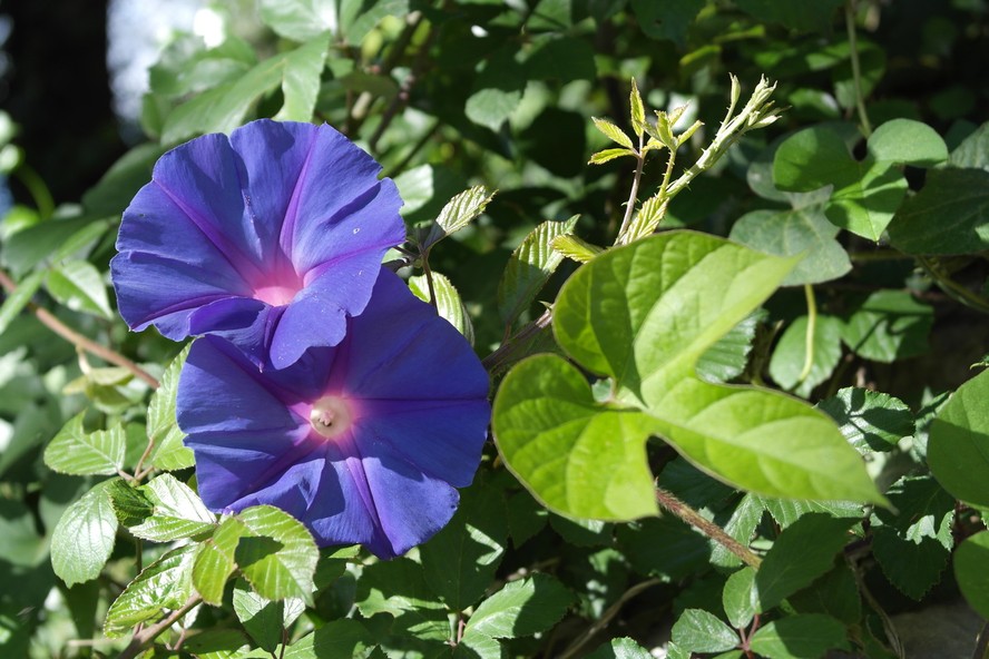 tipos de trepadeiras com flores