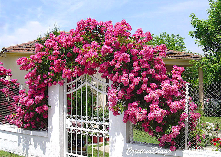 plantas trepadeiras com flores coloridas