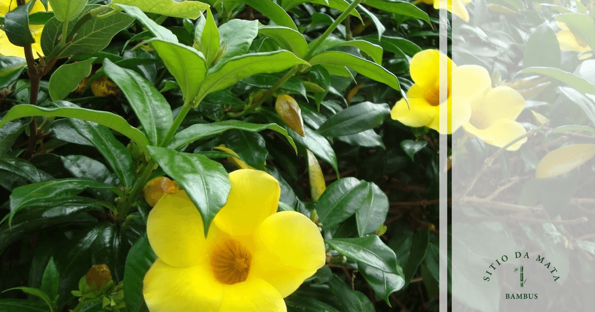 flores trepadeiras para muros