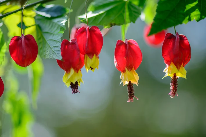 plantas trepadeiras com flores coloridas