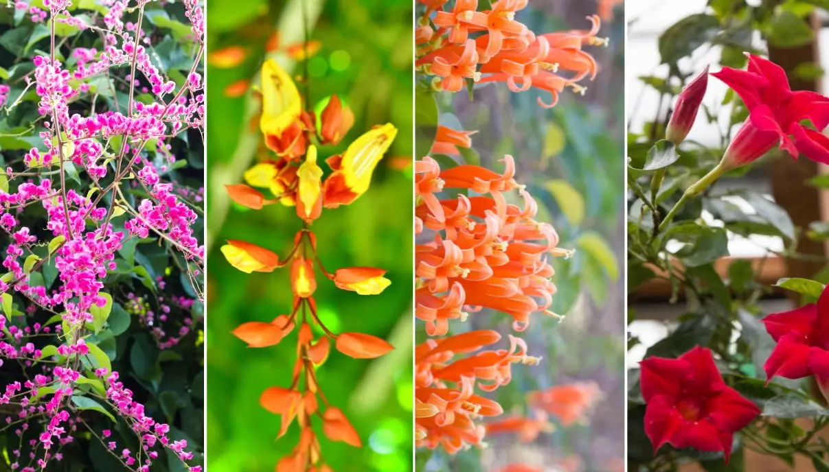 trepadeiras perfumadas