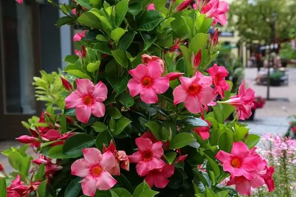 tipos de trepadeiras com flores
