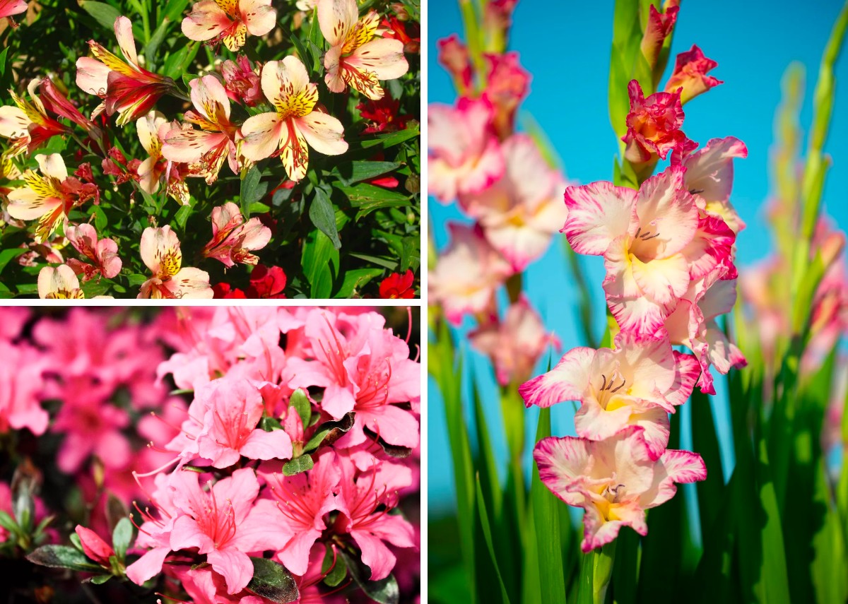 flores para casamentos em agosto