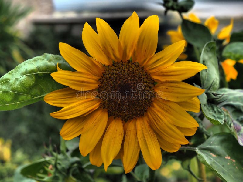 cuidados com flores de agosto