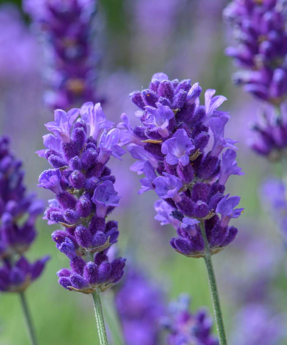 tipos de lavanda