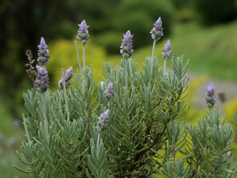 lavanda inglesa