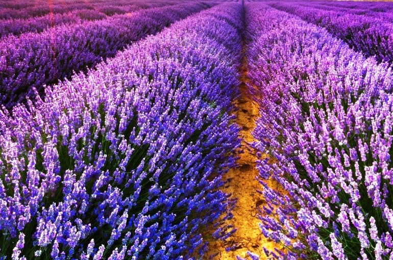 lavanda francesa