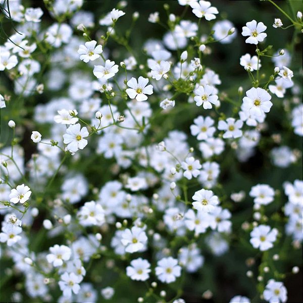 Gypsophila