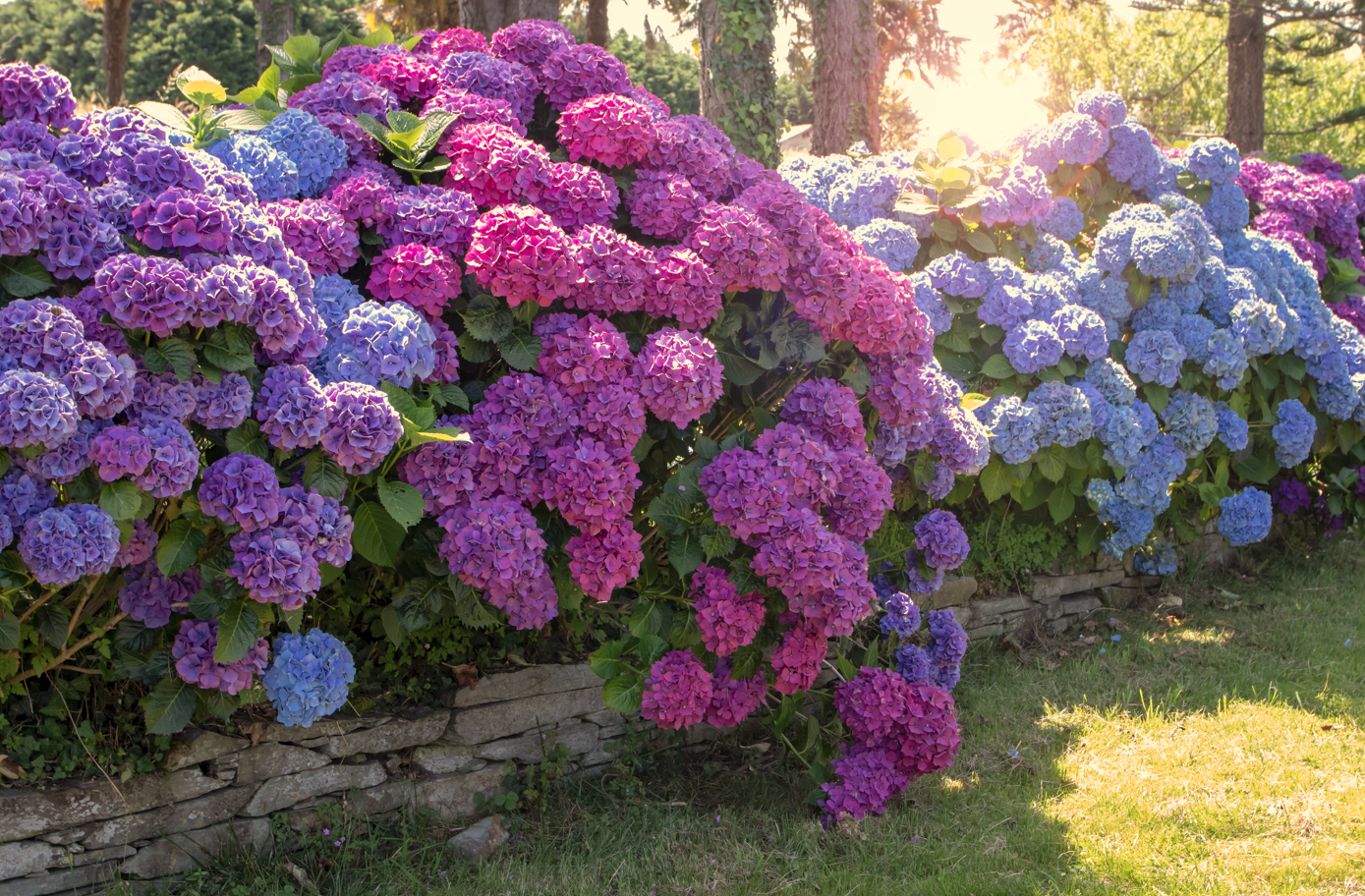 flores para um jardim de chuva para áreas externas