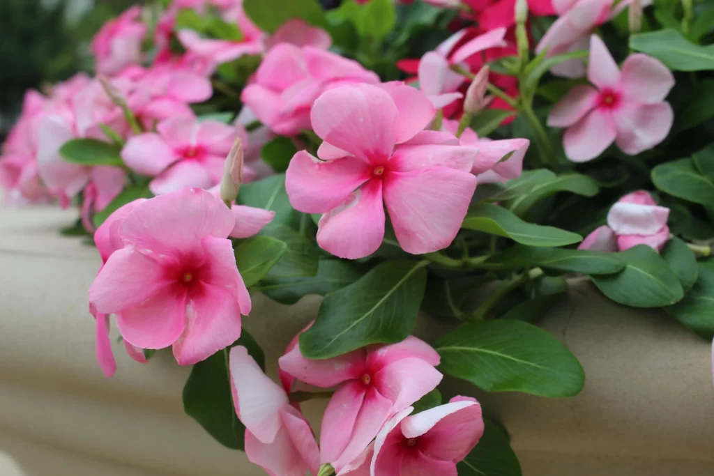 flores para um jardim de chuva para áreas externas