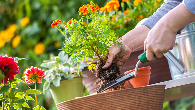 flores para um jardim de chuva para áreas externas