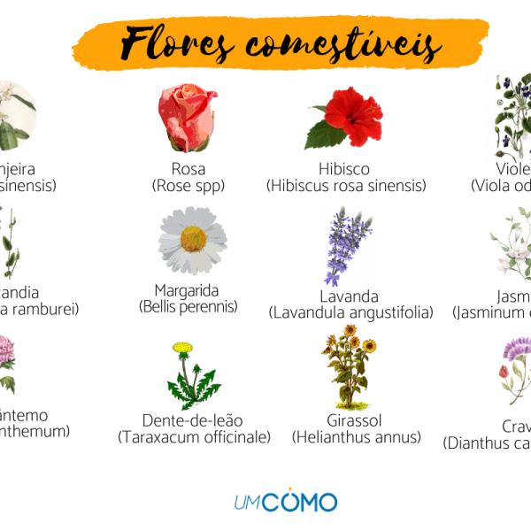flores para um jardim de ervas com flores comestíveis