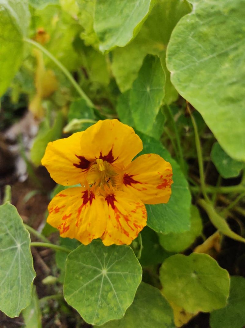 Como Usar Capuchinha em Saladas