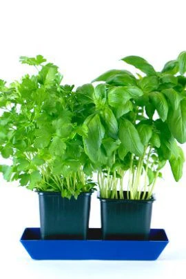 Como Usar Capuchinha em Saladas