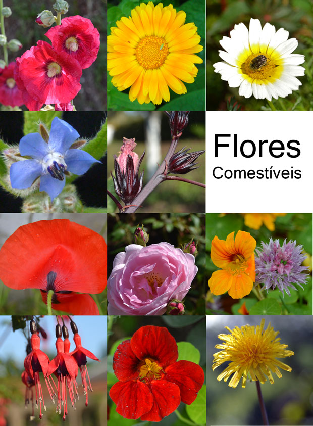 Receitas Deliciosas com Amor-Perfeito