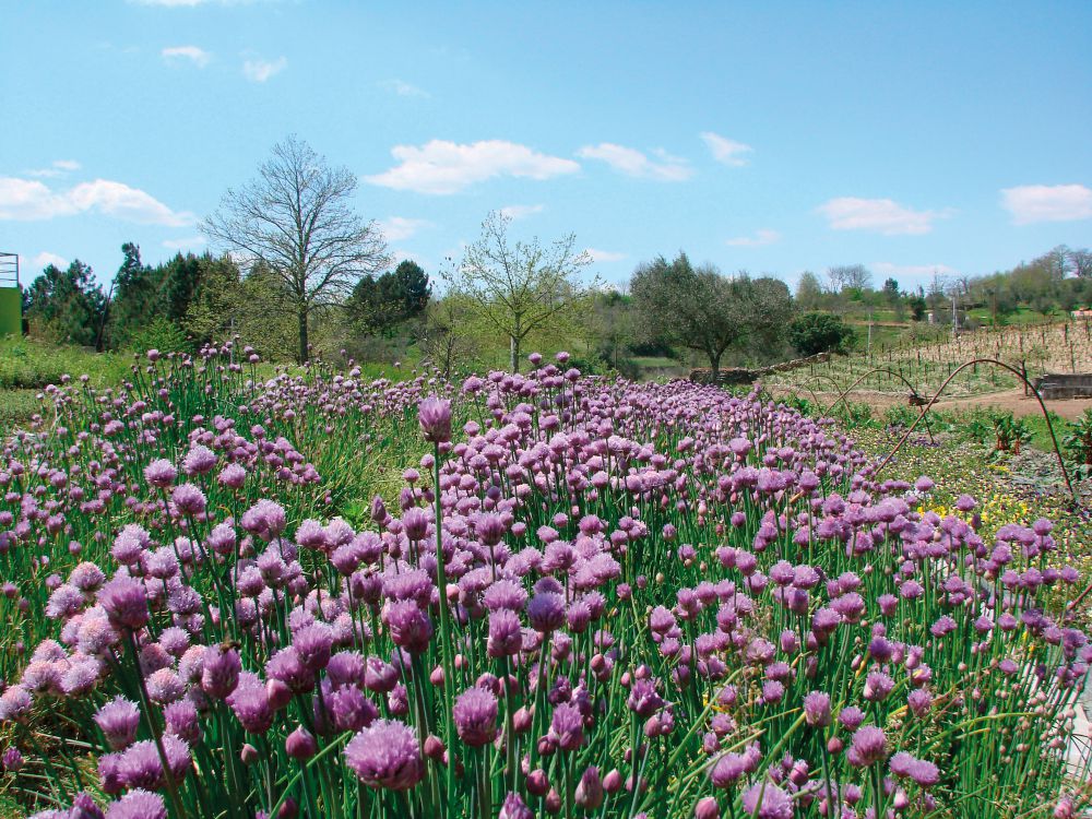 Hibisco: Do Chá Refrescante a Sobremesas