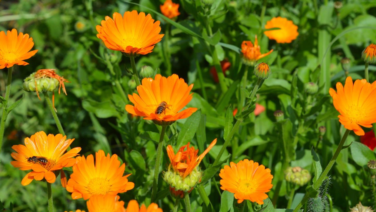 flores para um jardim de ervas com flores comestíveis
