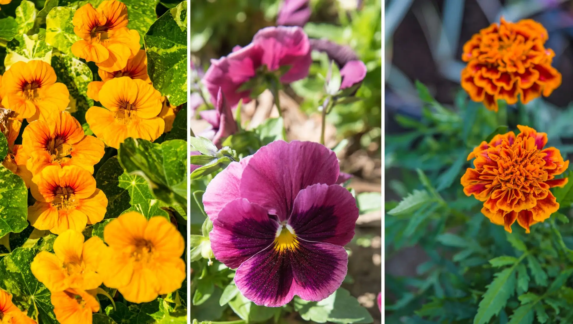 Receitas Deliciosas com Amor-Perfeito