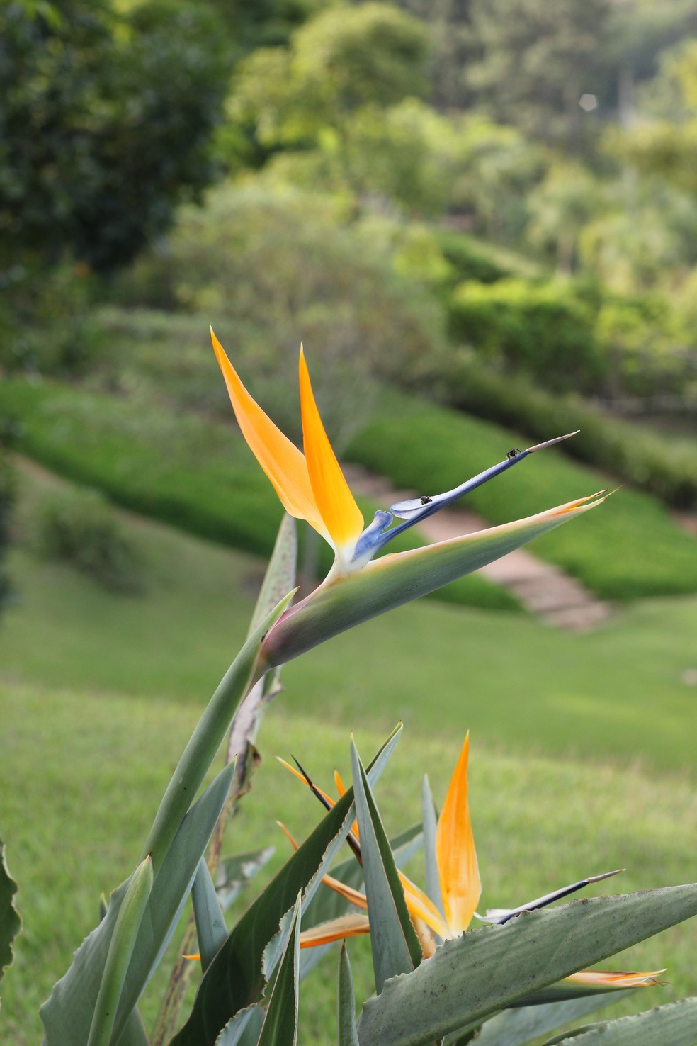 Criando um jardim que floresce ao amanhecer