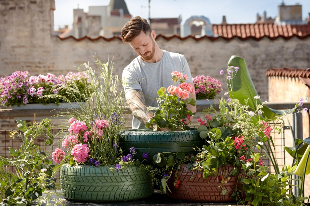 flores para um jardim de plantas que abrem ao amanhecer