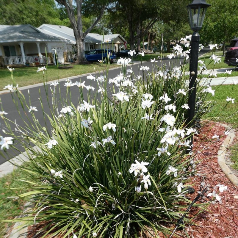 Cuidados essenciais com a Onze-horas no jardim