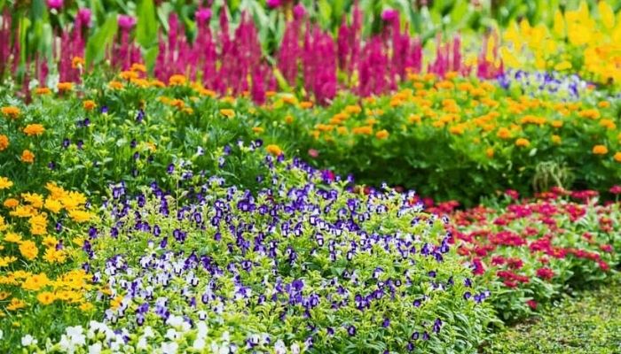 Cuidados essenciais com a Onze-horas no jardim