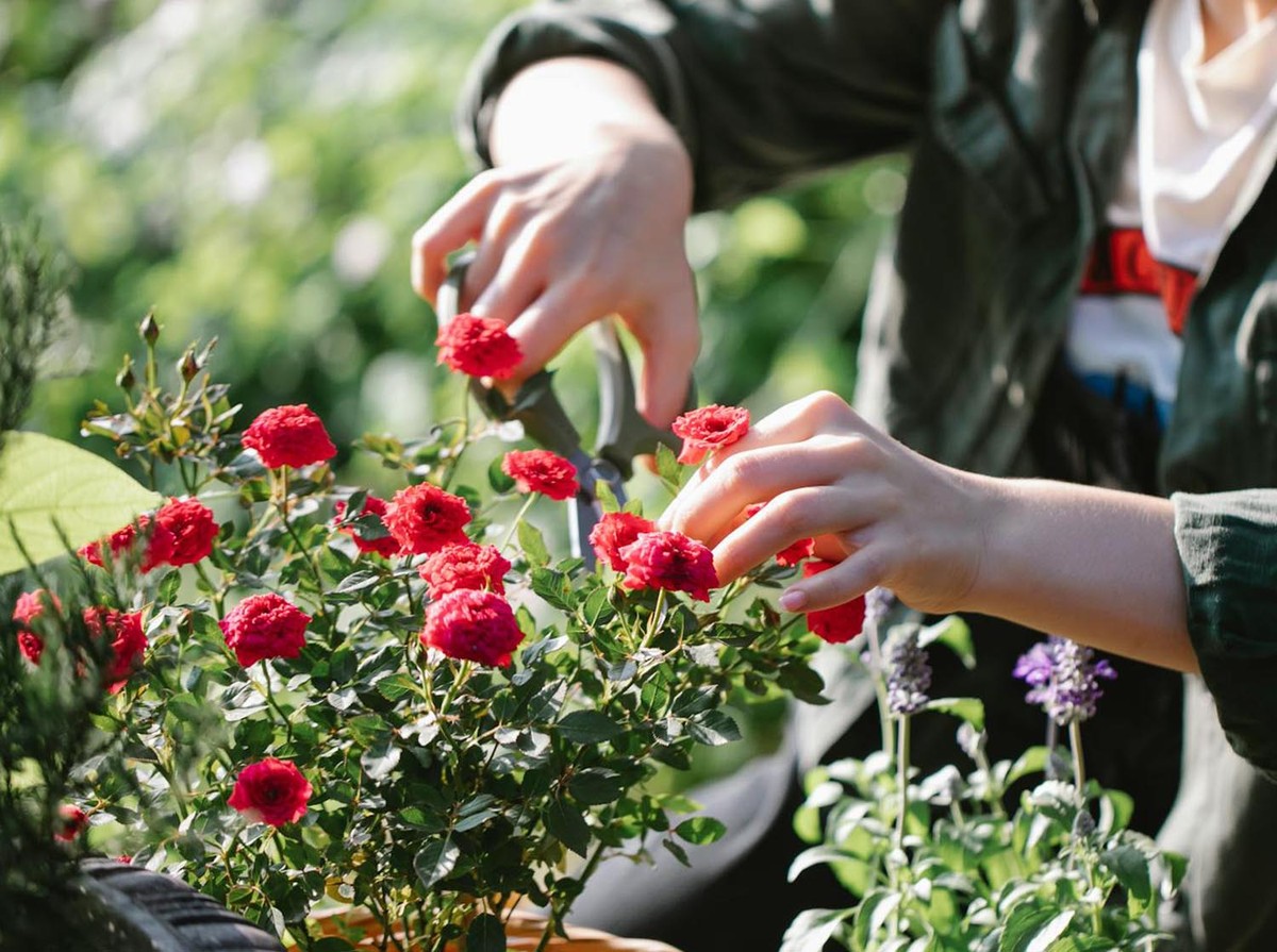 Flores que perfumam o jardim pela manhã