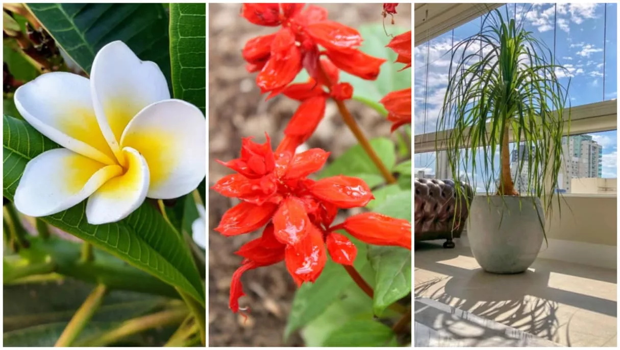 flores para um jardim de plantas que sobrevivem em varandas com muito vento