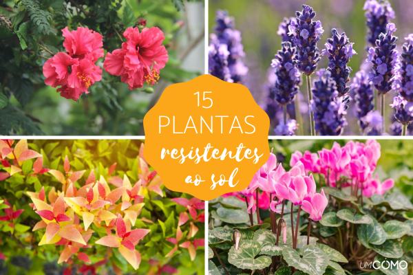 flores para um jardim de plantas que sobrevivem em varandas com muito vento