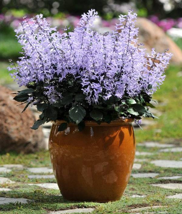 Como Podar Plantas para Resistir ao Vento