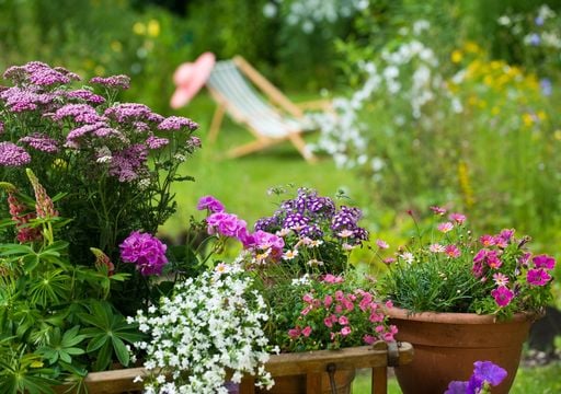 Plantas de Sombra Resistentes ao Vento